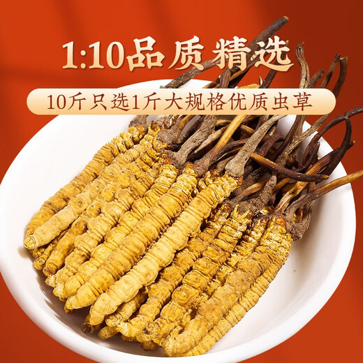 San Dikang Cordyceps sinensis, New Cordyceps secos sinensis 3 raíces/g [1 gramo de degustación]