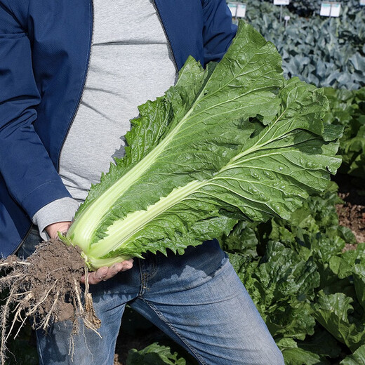 Shouhe Tianjin green hemp leaf cabbage seeds winter storage vegetable seeds field planting high pile long summer and autumn green cabbage mussels Qisong Tianjin green hemp leaf cabbage seeds 10gx2 bags