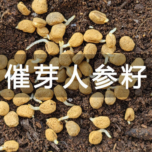 Changbai Mountain ginseng seed planting potted Korean ginseng, wild ginseng, American ginseng, and ginseng seedlings, potted red ginseng seeds 1g 30 germination seeds