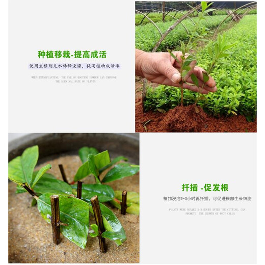 Guoguang Genpan 5% indolinacetic acid rooting agent powder plant cuttings transplanting seedling strengthening agent pesticide regulator 200ml