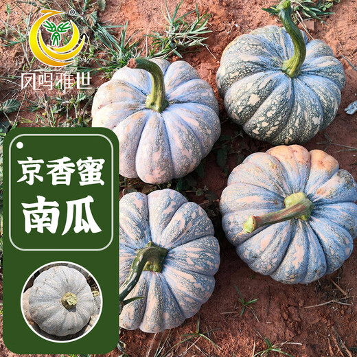 Fengming Yashi Farmhouse Mopan Pumpkin Seeds Large Pumpkin Seeds Jingxiang Honey Pumpkin Seeds 20 capsules