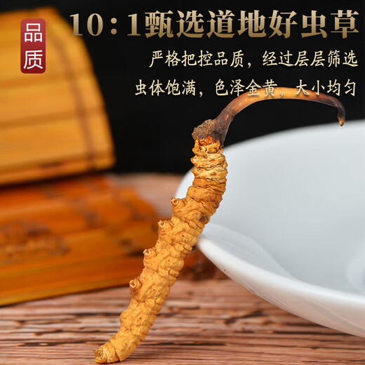 Cordyceps sinensis, 2 gramos de cordyceps secos en la nieve en áreas tibetanas, 50 piezas de regalos de Cordyceps