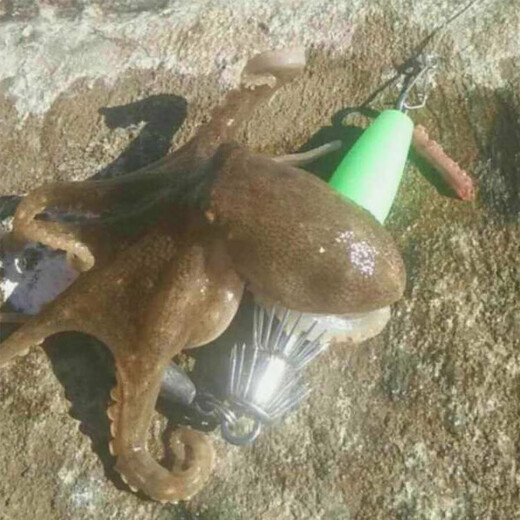 Weihe luminous squid hook for fishing octopus hook, night fishing double row 8-claw hook, umbrella hook, fluorescent wood shrimp sea fishing hook, luminous squid hook