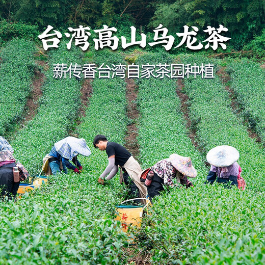 Xian Chuan Xiang Dongding Oolong Tea Authentic Taiwanese Origin High Mountain Tea New Year's Day Tea Gift Box Gift Frozen Top Oolong Simple Bag Fragrance 150g*2 Pack