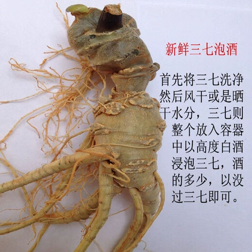 Notoginseng de notoginseng de Panax fresco de Yunnan Wenshan Panax Notoginseng con raíces campos frescos Vino climado 250g 500 g [Selección de cinco años de Notoginseng fresco de Panax] 5 Total 500G