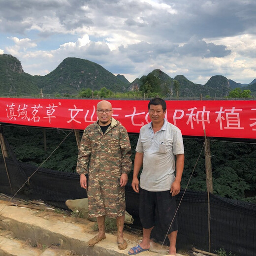 滇域茗草 文山三七20头精选春三七田七头 一斤(24只)