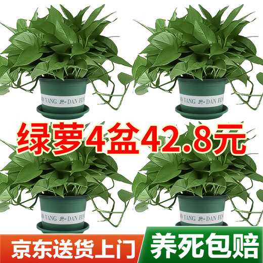 Shuangmeng green radish potted formaldehyde-removing flowers and green plants office new house air purification 180 trays 4 pots straight from the source
