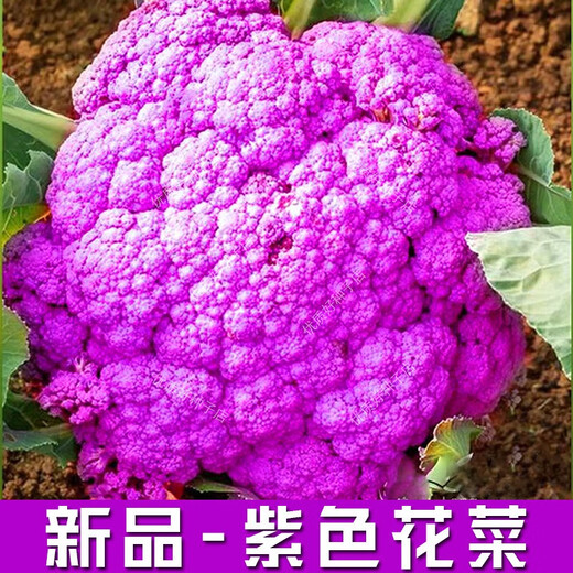Broccoli seeds broccoli seeds loose cauliflower seeds cauliflower green cauliflower seeds four seasons vegetables original purple cauliflower seeds 1 bag (about 100 pieces