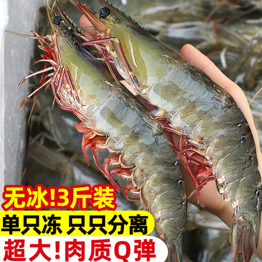 Dongshang Royal Shrimp Qingdao Prawn Base Shrimp Fresh Live Prawn White Prawn Sea Prawn Prawn Ice Prawn Frozen Shrimp Fresh Shrimp Seafood 3Jin Jin is equal to 0.5 kg (net weight) Air-frozen prawn Live shrimp quick-frozen 15-18cm Single extra large shrimp