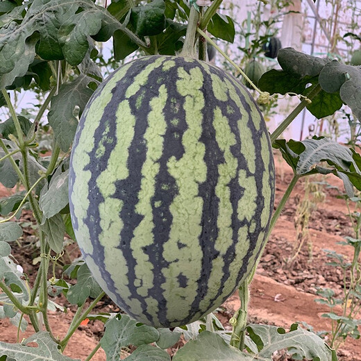 Zhongke Maohua melon and fruit seeds Jinmei 4K watermelon seeds with flower skin, red flesh, oval skin, thin toughness, storage and transportation resistance, easy to make fruit Jinmei 4K-50 capsules