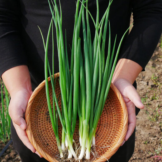 Beishu Four Seasons Chive Seeds Green Onion Seedlings Home Planting Potted Vegetable Seeds Four Seasons Chive Seeds 1000 capsules
