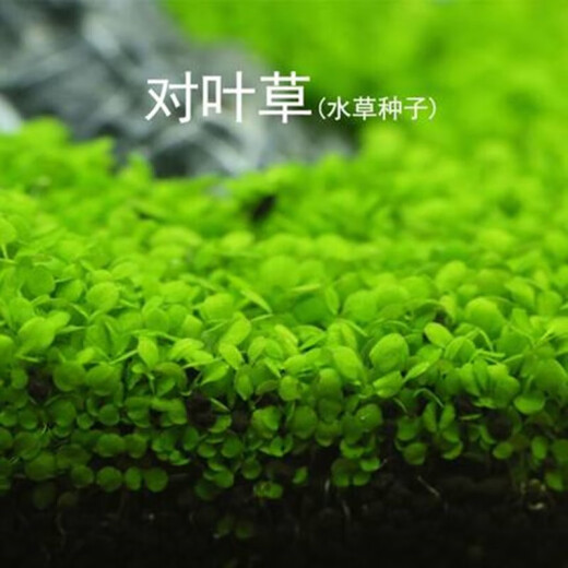 Akoluos aquatic plant seeds, fish tank landscaping decoration, small pairs of leaves, calf hair, fish tank lawn seeds, landscaping package 30g mixed seeds + 3Jin [Jin equals 0.5 kg] ceramsite