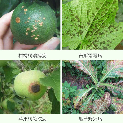 Puzhan 80% Bordeaux liquid vegetable and fruit tree downy mildew anthracnose ring spot wildfire pesticide fungicide 100g