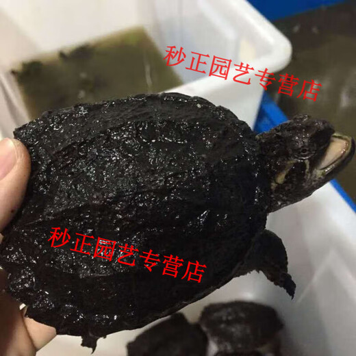 OIMG small snapping turtle live seedling pet turtle size active ornamental turtle water turtle crocodile turtle mixed Buddha new product 11-14 cm giant snapping turtle