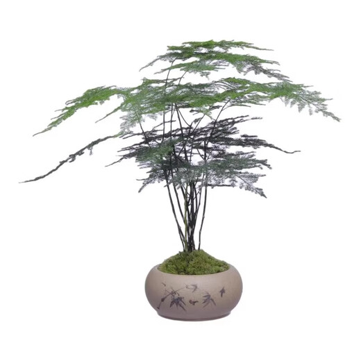 Eight-bud asparagus, moss, white-haired moss, green plant, indoor coffee table, tabletop, ceramic potted plant, office ornaments, bonsai to purify the air, Zen potted asparagus - containing melamine support, good for potted plants