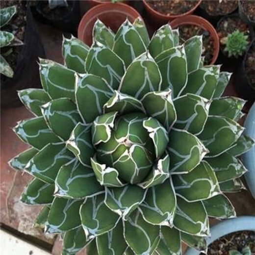Serie de nieve familiar de Agave, brocado de corona auspicioso cinco colores y otras plantas suculentas Garden Plants Maikele Long lei 10cm
