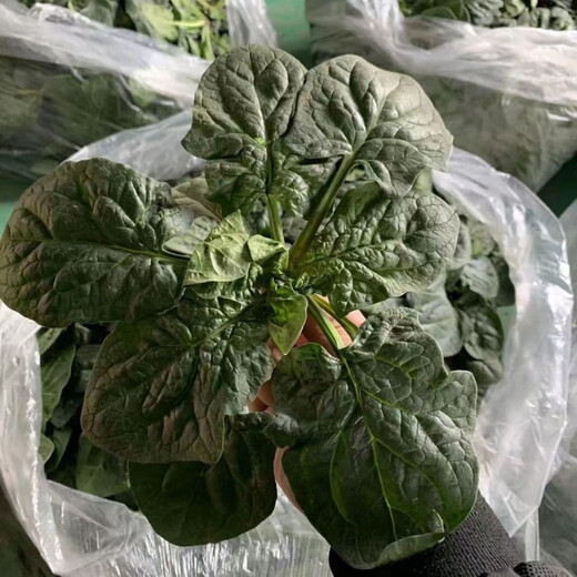 Black-leaf spinach seeds, low-lying spinach seeds, cold-resistant autumn and winter dwarf spinach, thick and non-greasy farm rapeseed, black-leaf spinach seeds, currently on sale, buy 1 song, 1 hair, 2 packs, 20 orders left