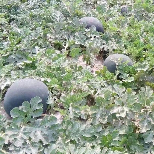 Watermelon with super sweet skin, thin flesh, early maturity, disease resistance, black skin, large watermelon fruit seeds, 3 packs of watermelon (Song Fertilizer)