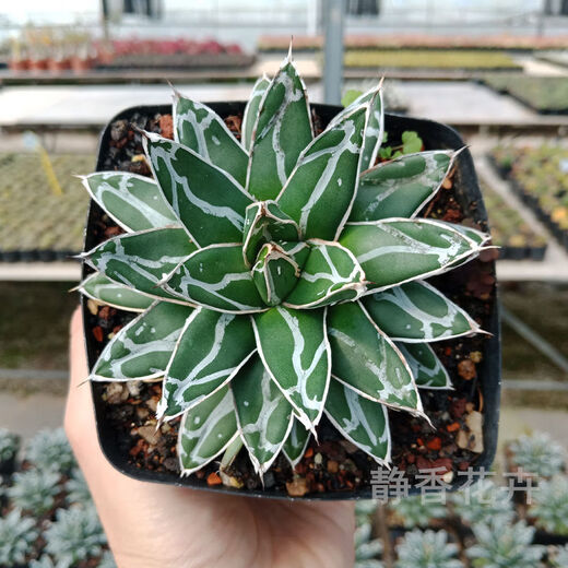 Serie de nieve familiar de Agave, brocado de corona auspicioso cinco colores y otras plantas suculentas Garden Plants Maikele Long lei 10cm