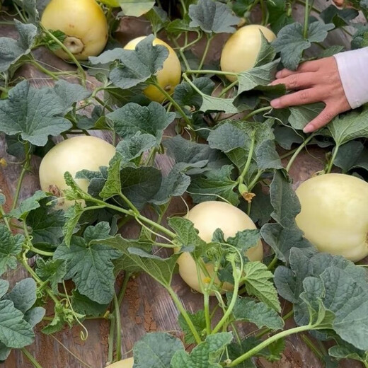 Lazy White Sand Honey Melon Seed Lazy Melon Seeds are simple, crispy, sweet and delicious spring fruit seeds Lazy Cantaloupe Seeds - Selected 100 capsules