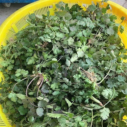 Old varieties of purple-rooted coriander, short-stemmed coriander, small-leaf strong-flavor coriander seeds, four-season vegetables, purple-rooted, low-stem coriander, new species this year, original quality products, buy 1+1, get 2 packs ++