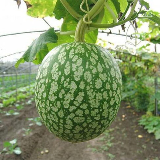 Rice Noodle Melon Seeds Seasonal Planting Easy-to-Live Shark Fin Melon Vermicelli Balcony Planting Potted Garden Vegetable Seeds Rice Noodle Melon 20 capsules