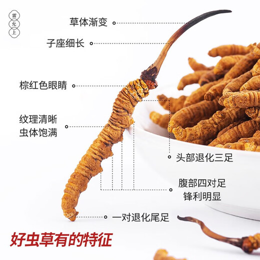 Lei Yun Shangwen Cordyceps sinensis first-class dry cordyceps gift box high-end gift gift gift elder tonic for gifts Father's Day gift [Business gift] Cordyceps 4 roots/g 50g about 200 roots