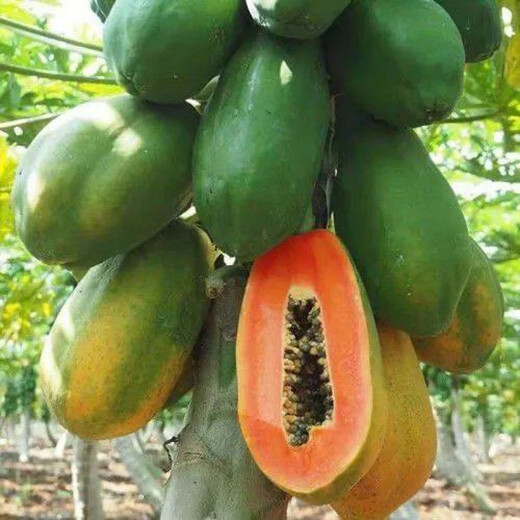 Papaya seeds Hainan red heart papaya rock sugar papaya papaya seeds balcony courtyard potted vegetables and fruits for four seasons sowing papaya seeds 30 capsules