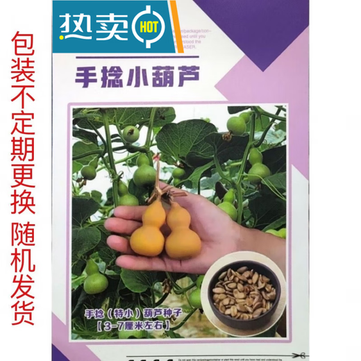 Dark green small gourd seeds, emerald gourd potted plants, hand-twisted gourd seeds, Wenwan sub-waisted seeds, potted plants for balcony, selected gourd seeds, sold out, small flower pot dosage, about 15 grains