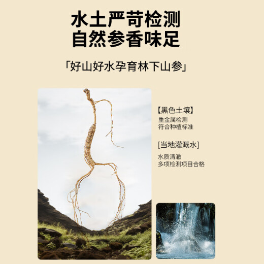 Beijing Tong Ren Tang ginseng forest mountain ginseng gift box 1.51-2.5g/B wild ginseng pruned for more than 15 years and soaked in wine tonic for parents and elders as gifts