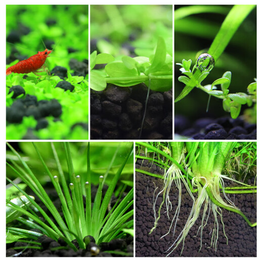 Crazy water grass mud fine grain 2L nutrient soil planting soil fish tank landscaping package fish tank water plant mud water grass mud and seeds