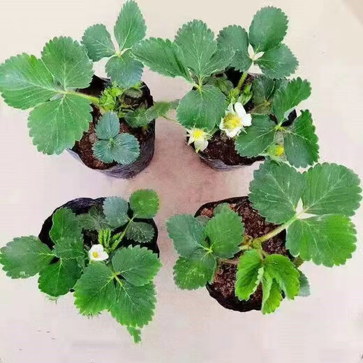 Strawberry seedlings shipped from original soil, blooming and big fruit, cream strawberry seedlings for four seasons, wholesale fruit plug seedlings for the current year, 12 red strawberries, shipped from original soil + fertilizer