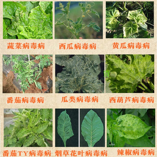 Hulian Plant Protection 5% amino oligosaccharide, special medicine for fruit trees, peppers and vegetables, yellow virus disease, plant attractant and resistance agent, pesticide and fungicide 1000ml/bottle*1 bottle