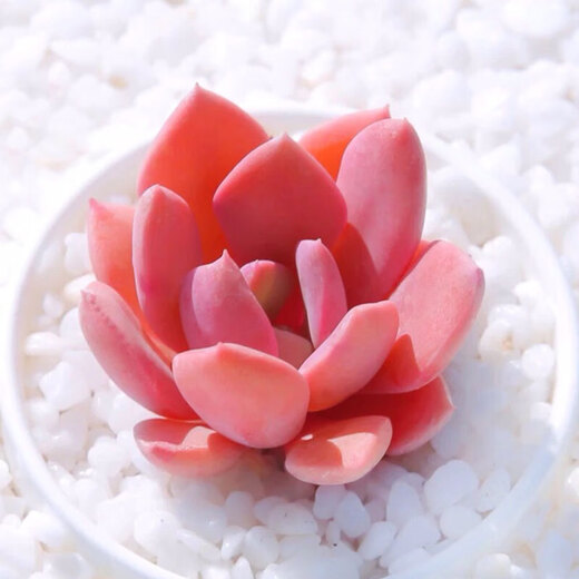 Man life fish tank landscaping stone white stone fish tank bottom sand pebbles turtle tank succulent paving stone decorative planting stone 1.5kg