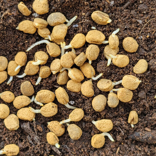 Changbai Mountain ginseng seed planting potted Korean ginseng, wild ginseng, American ginseng, and ginseng seedlings, potted red ginseng seeds 1g 30 germination seeds