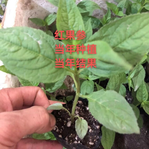 Jingyu Yunnan golden flower red ginseng rare fruit four-season green plant abacus fruit spider fruit Yunnan abacus fruit 100 red ginseng coated large black fruit seeds
