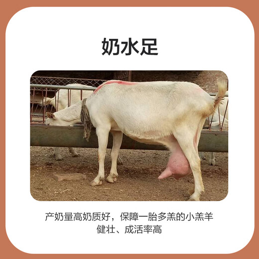 Zhengda 4% breeding ewe premix breeding ewe feed during pregnancy and lactation has more milk to prevent paralysis
