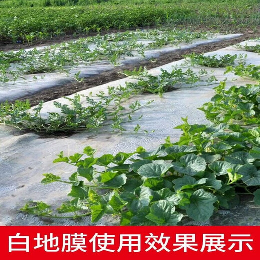 农用白色地膜加厚抗老化塑料薄膜除草保温保湿防草耐拉扯小拱棚膜 白色10.6斤0.8米宽1315米长 薄款