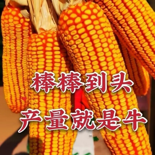 New species Fengda Jingke 968 corn seed, high yield, drought resistant, short stem, disease resistant, big stick resistant to lodging, Academy of Agricultural Sciences variety, new species Shikoku Shenjingke 968 4000 grains, 5 bags