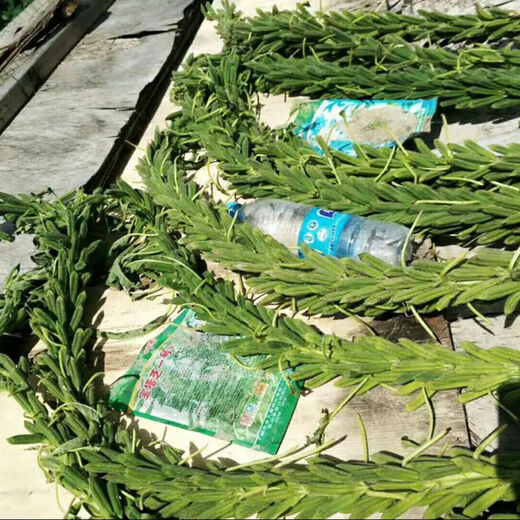 New Aerospace Shenzhi King White Sesame Seed Resistant to Repeated Cropping, High Oil and High Yield Sesame Seed, Dwarf Stem Capsule, Eight-Length Field, One Acre, 500g Barrel, High Oil White Sesame