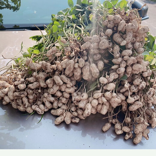 Peanut seed original seed Academy of Agricultural Sciences new variety shelled peanut thin shell large peanut seed high yield short stalk Luhua No. 8 shelled original seed hand-selected 2500 grams (five Jin Jin is equal to 0.5 kilograms)