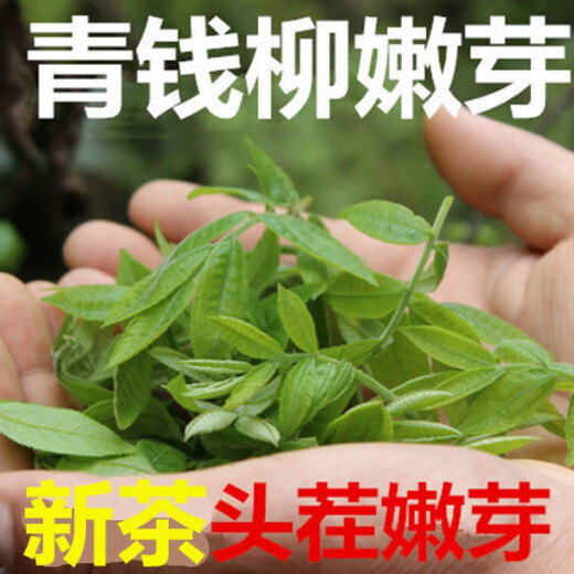 Peking Tongrentang Rohstoffe, grünes Geld Willow Tee, zarte Knospen, Zhangjiajie authentische alte Bäume, Qingjin Money Willow neue Tender -Knospen, grünes Geld, grüne Geld Willow -Knospen, 50 Gramm