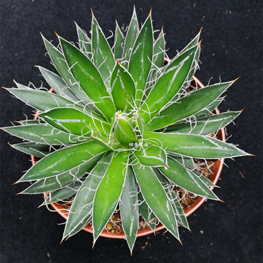Serie de nieve familiar de Agave, brocado de corona auspicioso cinco colores y otras plantas suculentas Garden Plants Maikele Long lei 10cm