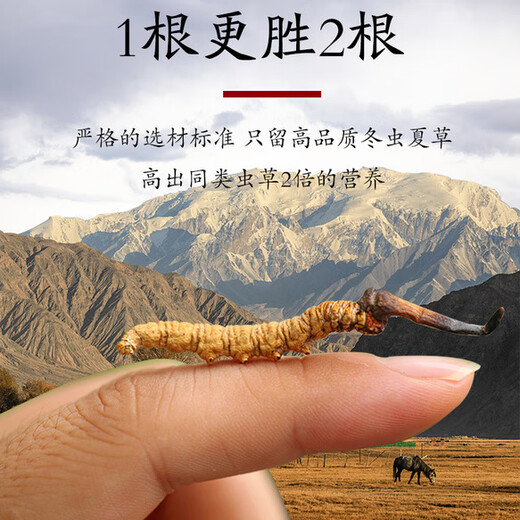 Cordyceps sinensis tibetaner cordycep