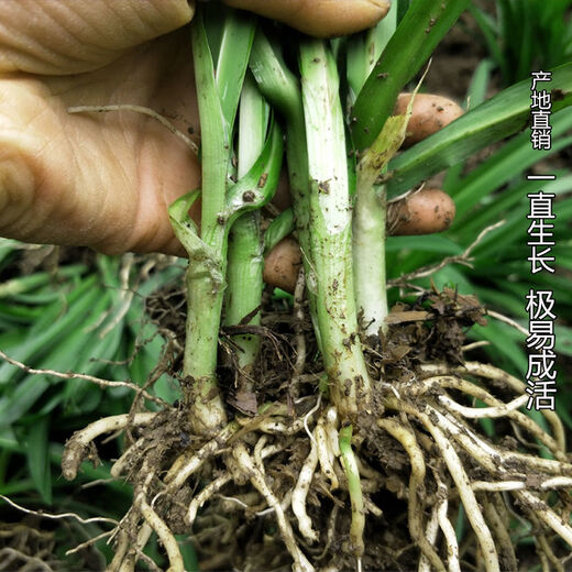 Guizhou native specialty authentic stone leek, large broad-leaf leek, Guanyin giant leek, wild broad-leaf potted leek root, 60 medium seedlings, dug with mud, no pots guaranteed to arrive fresh