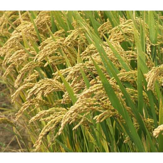 Upland rice seeds, rice seeds, fragrant rice seeds, pearl rice seeds, rice seeds can be saved, Hannuo (glutinous rice), Linhan No. 1 seed, Jin Jin is equal to 0.5 kilograms