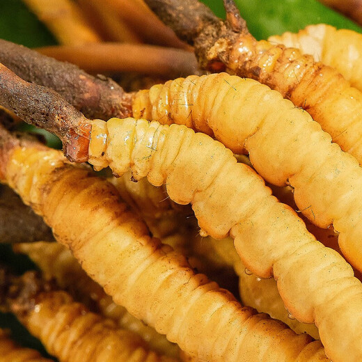 
Beijing Tongrentang Cordyceps sinensis Cordyceps sinensis 2-6 roots/gram Cordyceps dried goods soaked in wine Cordyceps sinensis 4 roots/1g 100g pack