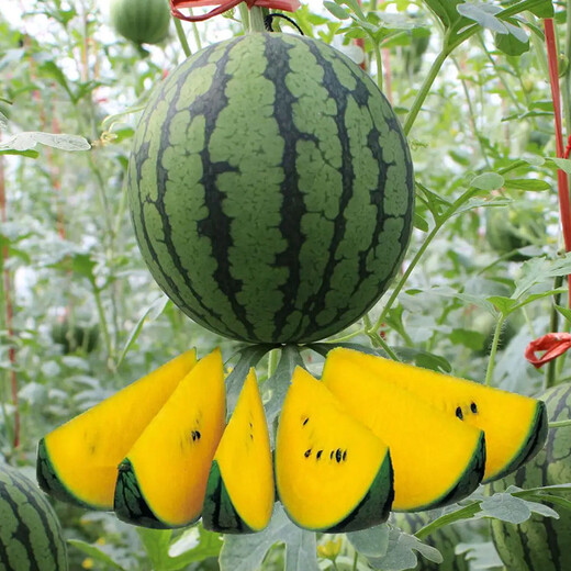 Dayu Yellow Heart Watermelon Seeds, Early Maturity, Yellow Skin, Red Flesh, Yellow Flesh, Special Xiaofeng Watermelon Seeds, Southern Fruit, Annie Oval Yellow Flesh Watermelon Seeds, 100 capsules