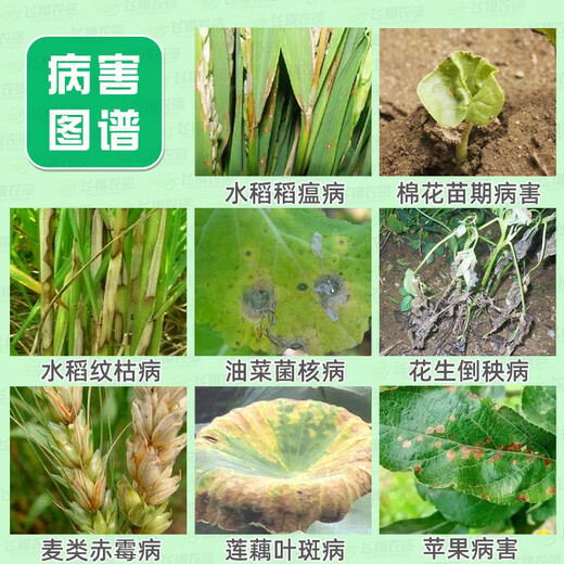 Guoguang Carbendazim plant flowers and vegetables household fungicide rose succulent black spot succulent bituminous black rot anther 100g