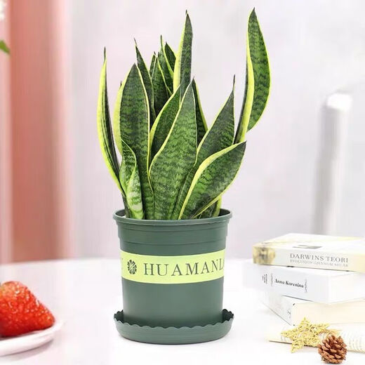 金边龙舌兰盆栽 多肉植物 虎皮兰绿植花卉好养 金边龙舌兰一颗高20-22CM左右 原土发货耐旱植物易养活